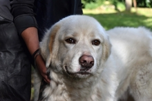 ABELE, Hund, Maremmano in Italien - Bild 8