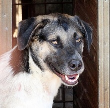 BASKO, Hund, Mischlingshund in Rumänien - Bild 1