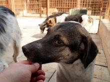 BASKO, Hund, Mischlingshund in Rumänien - Bild 10