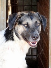 BASKO, Hund, Mischlingshund in Rumänien - Bild 2