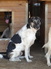 BASKO, Hund, Mischlingshund in Rumänien - Bild 3
