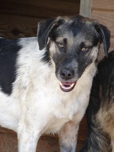 BASKO, Hund, Mischlingshund in Rumänien - Bild 4