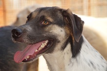 BASKO, Hund, Mischlingshund in Rumänien - Bild 5