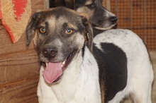 BASKO, Hund, Mischlingshund in Rumänien - Bild 7