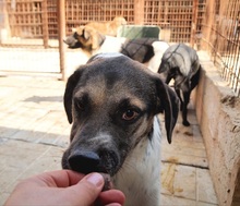 BASKO, Hund, Mischlingshund in Rumänien - Bild 9