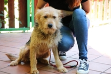 FELIPE, Hund, Mischlingshund in Italien - Bild 2