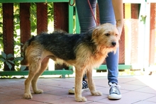 FELIPE, Hund, Mischlingshund in Italien - Bild 3