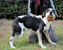FULVIA, Hund, Mischlingshund in Italien - Bild 2