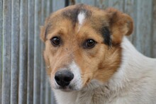 GAZIL, Hund, Mischlingshund in Rumänien - Bild 1