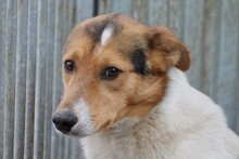 GAZIL, Hund, Mischlingshund in Rumänien - Bild 4