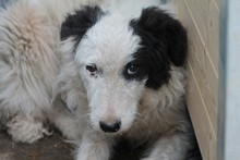 AIRI, Hund, Border Collie-Hütehund-Mix in Rumänien - Bild 1