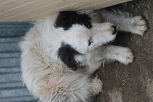 AIRI, Hund, Border Collie-Hütehund-Mix in Rumänien - Bild 4