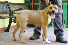 RODOLPH, Hund, Pit Bull Terrier in Italien - Bild 12