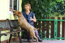 RODOLPH, Hund, Pit Bull Terrier in Italien - Bild 13