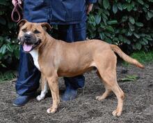 RODOLPH, Hund, Pit Bull Terrier in Italien - Bild 14