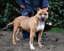 RODOLPH, Hund, Pit Bull Terrier in Italien - Bild 15