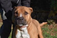 RODOLPH, Hund, Pit Bull Terrier in Italien - Bild 16