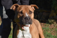 RODOLPH, Hund, Pit Bull Terrier in Italien - Bild 17