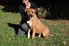 RODOLPH, Hund, Pit Bull Terrier in Italien - Bild 18