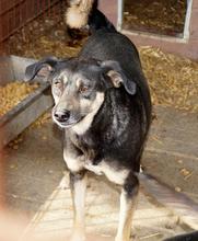 SHIRAA, Hund, Mischlingshund in Rumänien - Bild 1