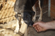 SHIRAA, Hund, Mischlingshund in Rumänien - Bild 2