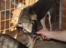 SHIRAA, Hund, Mischlingshund in Rumänien - Bild 3