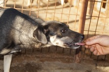 SHIRAA, Hund, Mischlingshund in Rumänien - Bild 4