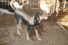 SHIRAA, Hund, Mischlingshund in Rumänien - Bild 5