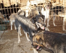SHIRAA, Hund, Mischlingshund in Rumänien - Bild 6