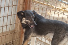 SHIRAA, Hund, Mischlingshund in Rumänien - Bild 7