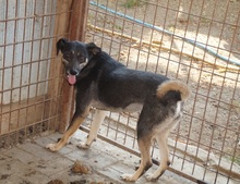 SHIRAA, Hund, Mischlingshund in Rumänien - Bild 8