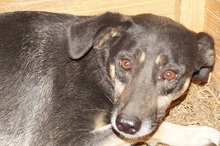 SHIRAA, Hund, Mischlingshund in Rumänien - Bild 9