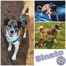 SINATO, Hund, Mischlingshund in Ostramondra - Bild 1