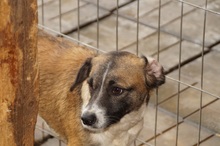 SINATO, Hund, Mischlingshund in Ostramondra - Bild 10