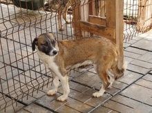 SINATO, Hund, Mischlingshund in Ostramondra - Bild 11