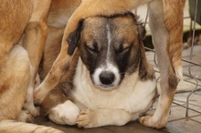 SINATO, Hund, Mischlingshund in Ostramondra - Bild 12