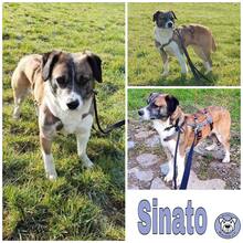 SINATO, Hund, Mischlingshund in Ostramondra - Bild 2