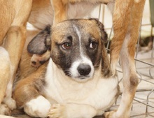 SINATO, Hund, Mischlingshund in Ostramondra - Bild 3