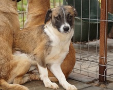 SINATO, Hund, Mischlingshund in Ostramondra - Bild 4