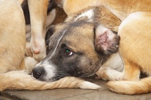 SINATO, Hund, Mischlingshund in Ostramondra - Bild 9