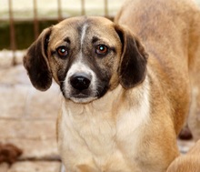 BANJA, Hund, Mischlingshund in Rumänien - Bild 1
