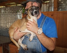 BANJA, Hund, Mischlingshund in Rumänien - Bild 10