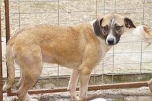 BANJA, Hund, Mischlingshund in Rumänien - Bild 2