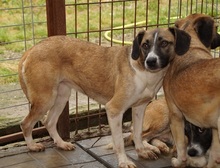 BANJA, Hund, Mischlingshund in Rumänien - Bild 3
