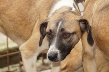 BANJA, Hund, Mischlingshund in Rumänien - Bild 5