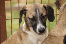 BANJA, Hund, Mischlingshund in Rumänien - Bild 6