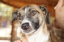 BANJA, Hund, Mischlingshund in Rumänien - Bild 8