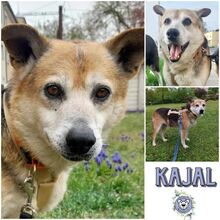 KAJAL, Hund, Mischlingshund in Rumänien - Bild 1