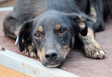 LIAM, Hund, Mischlingshund in Rumänien - Bild 1