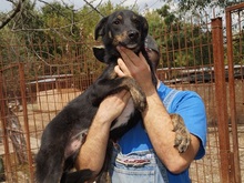 LIAM, Hund, Mischlingshund in Rumänien - Bild 10